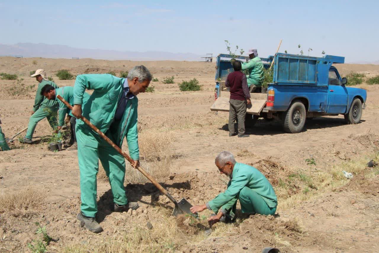 توسعه کشت گل محمدی در ضلع جنوبی بوستان ملت