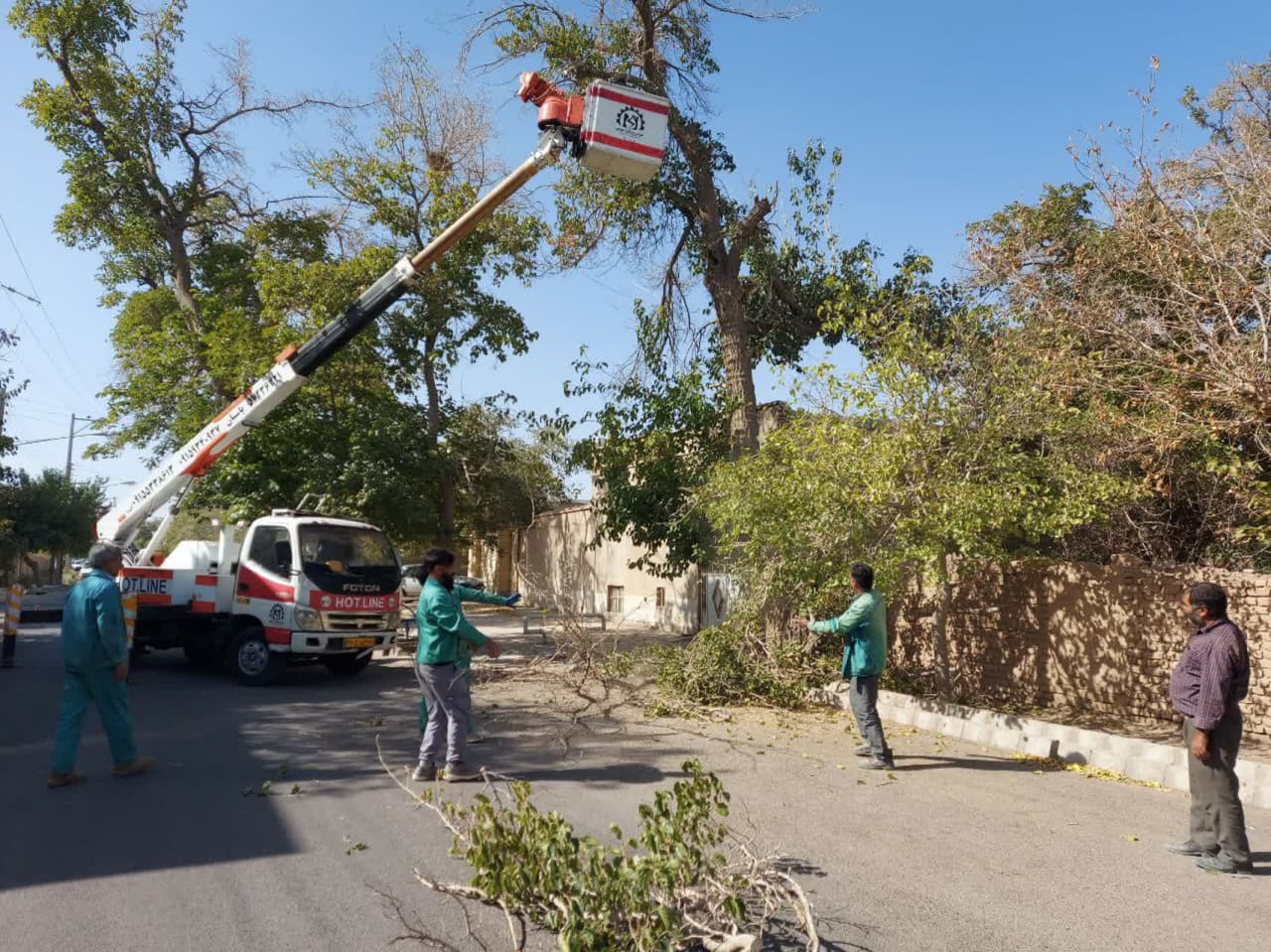 اصلاح سرشاخه های خشک درختان سطح شهر