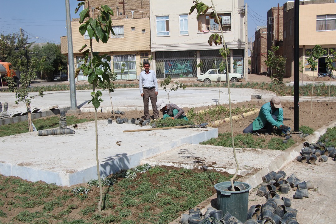 فضای سبز شهرداری گناباد موفق در کاشت چمن فرانکینیا