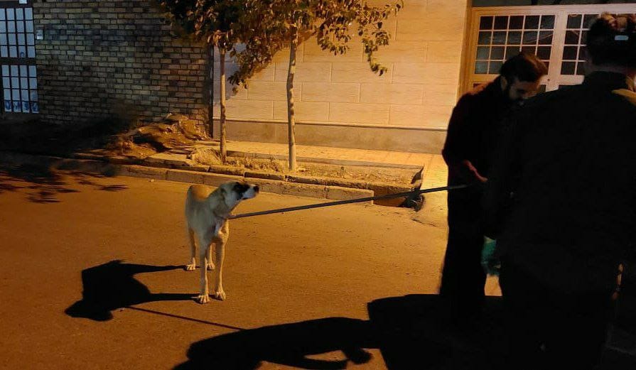  سگ های بلاصاحب به پناهگاه حیوانات منتقل میشوند.
