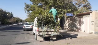 رسیدگی به فضای سبز و پیرایش درختان در اجرای طرح استقبال از  مهر