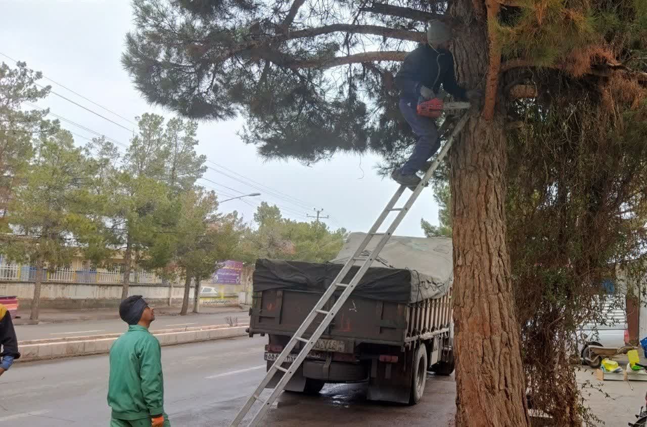  اصلاح درختان با هدف رشد بهتر و ایمنی در تردد