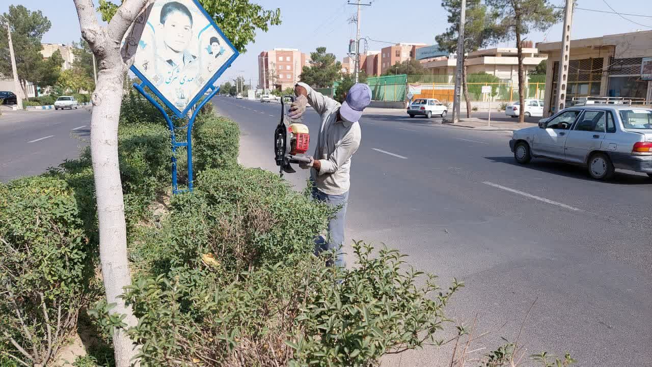 شمشادهای بلوار شهدا اصلاح شد 