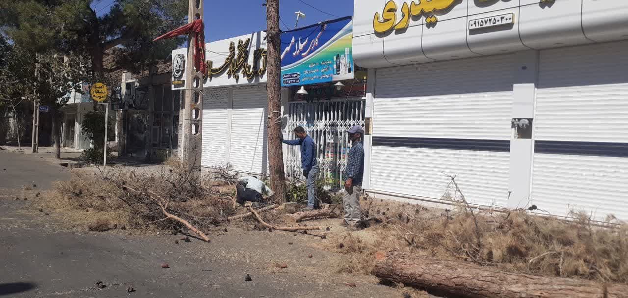 رفع خطر با جمع آوری درختان خشک 