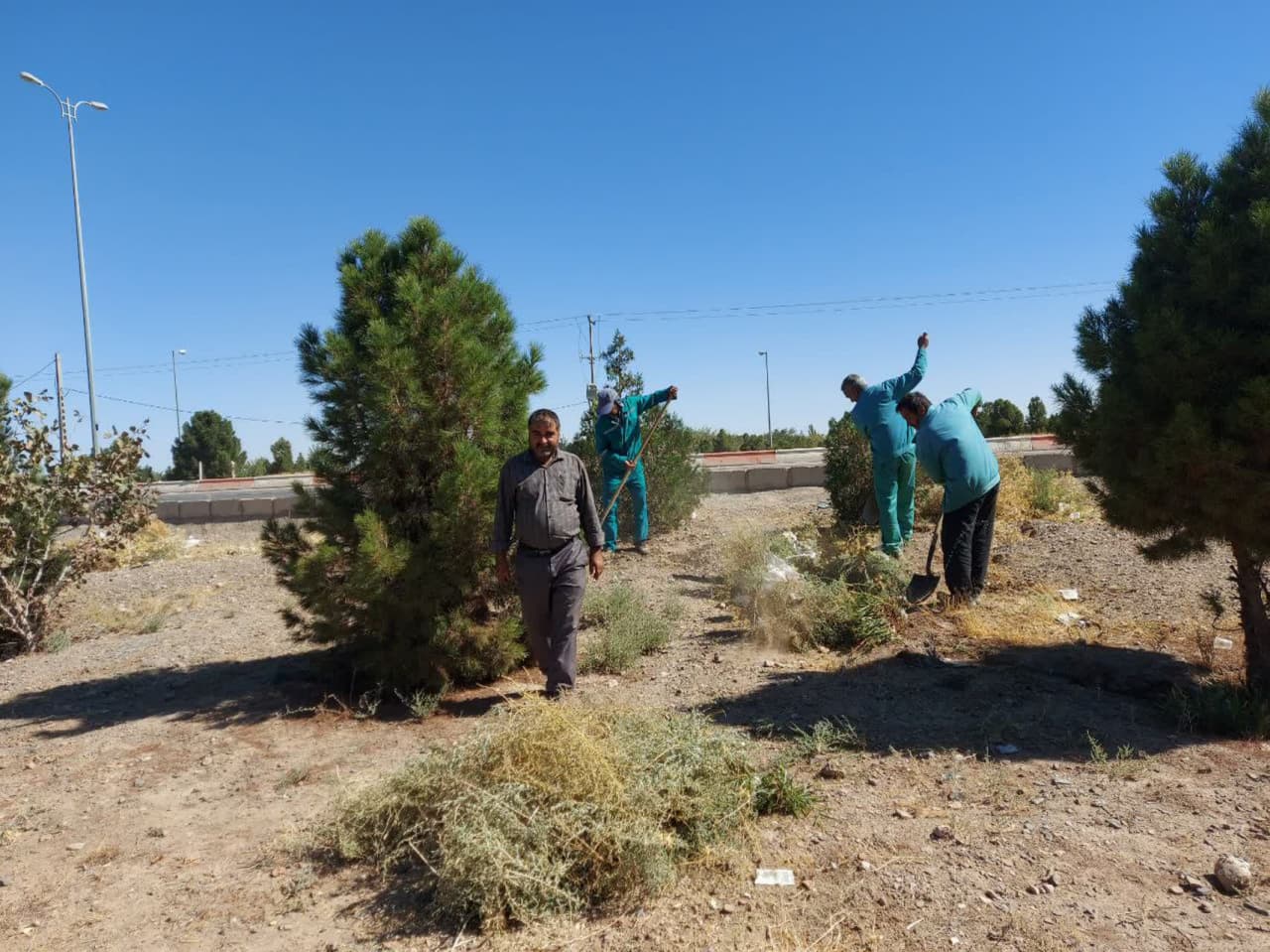 اجرای عملیات علف زنی و به زراعی در وردی شهر گناباد