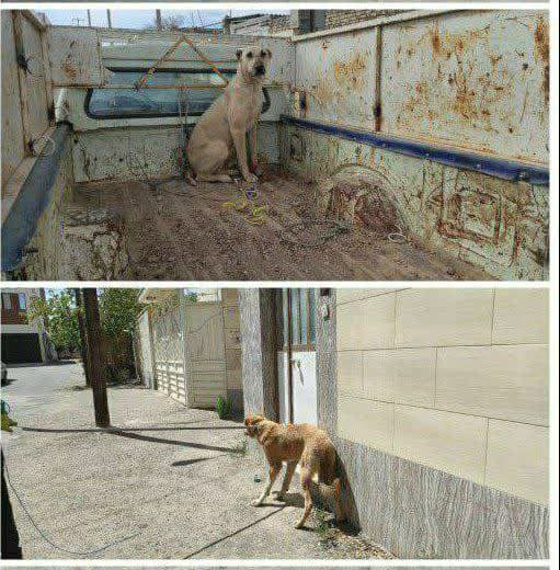 ۱۰۹ سگ بلاصاحب زنده گیری شد