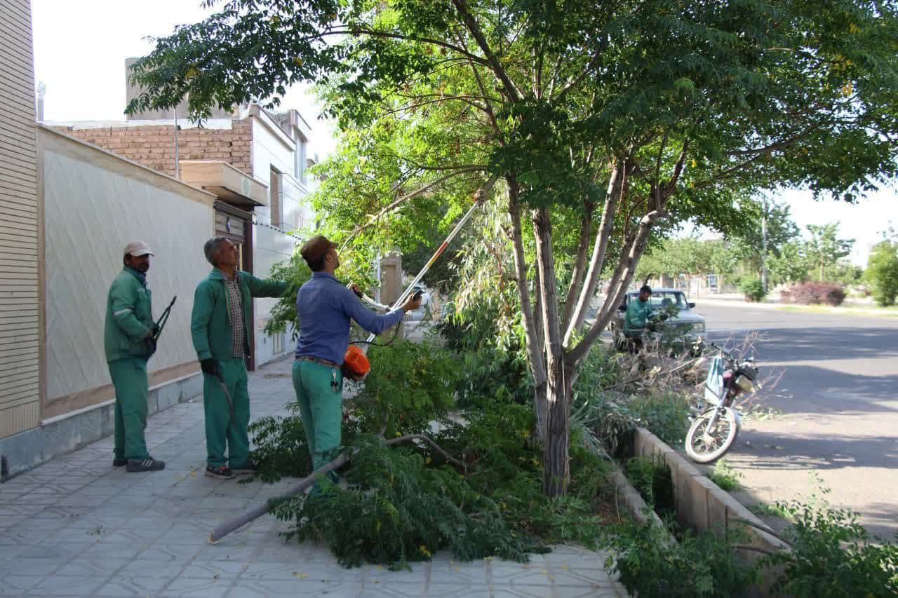 عملیات خشکه گیری و هرس درختان در گناباد