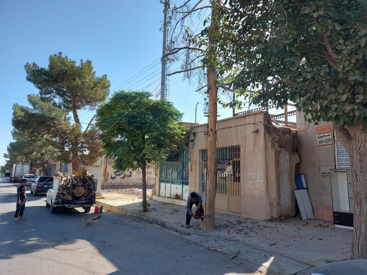  حذف درختان خشک از سطح شهر 