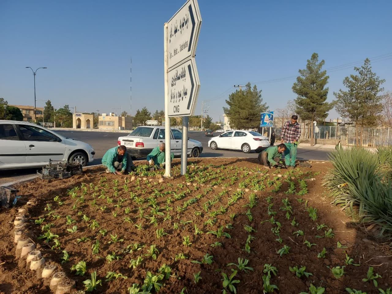 گلکاری پاییزه در شهر گناباد