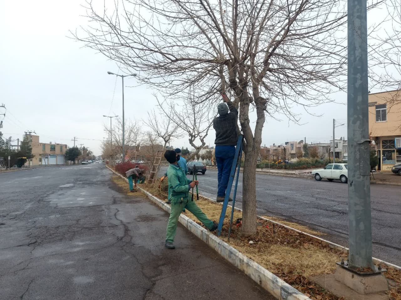  اصلاح درختان بلوار سلمان فارسی
