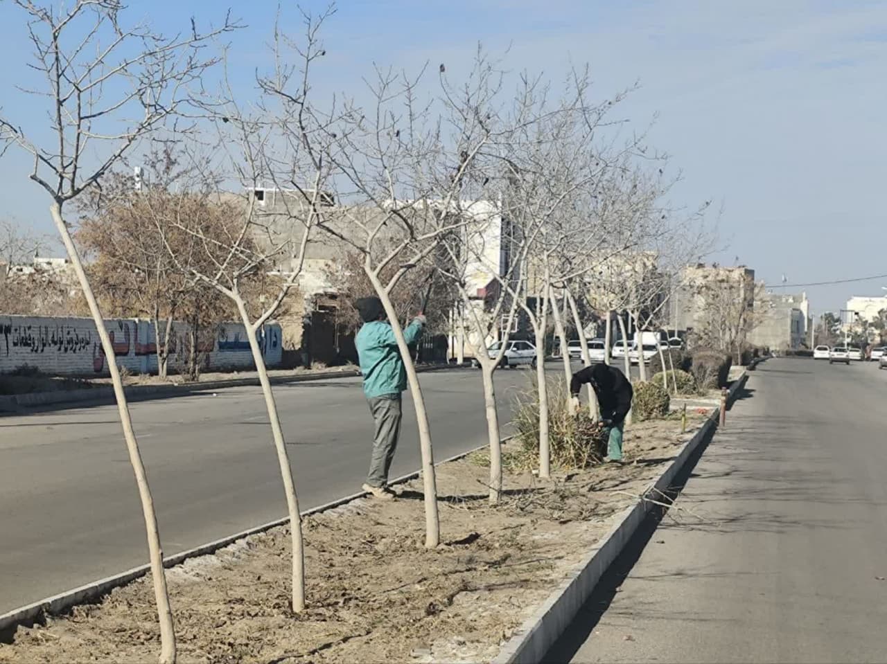 ادامه عملیات اصلاح درختان معابر شهری 