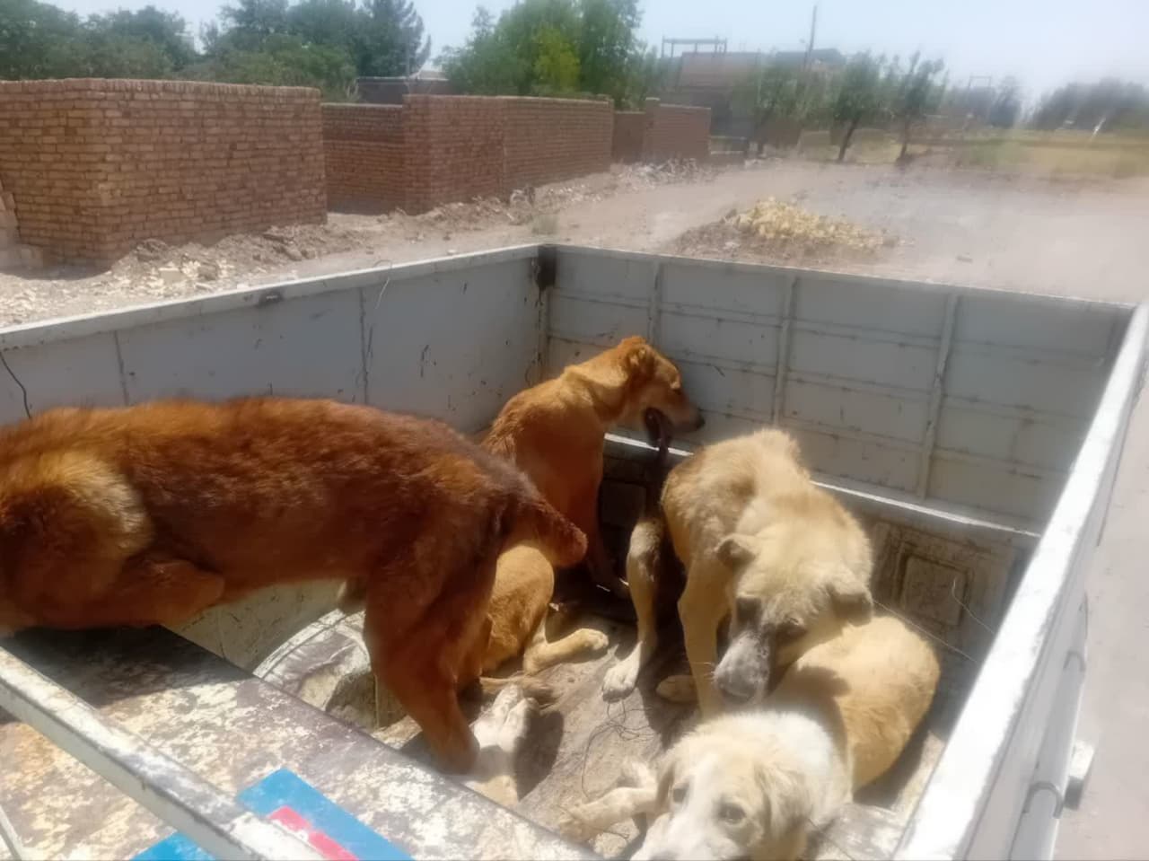 جمع‌آوری ۱۳ سگ بلاصاحب در گناباد؛ شهرداری از شهروندان می‌خواهد به سگ‌های ولگرد غذا ندهند