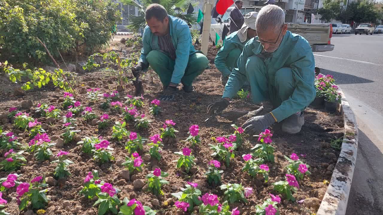 کاشت گل های فصلی در سطح میادین شهر انجام می شود
