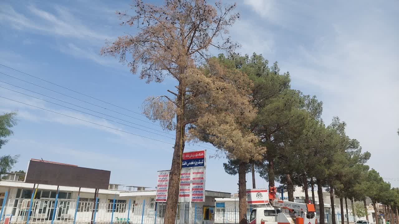 جمع آوری درخت خشک‌شده در خیابان ناصرخسرو برای جلوگیری از خطرات احتمالی صورت گرفت