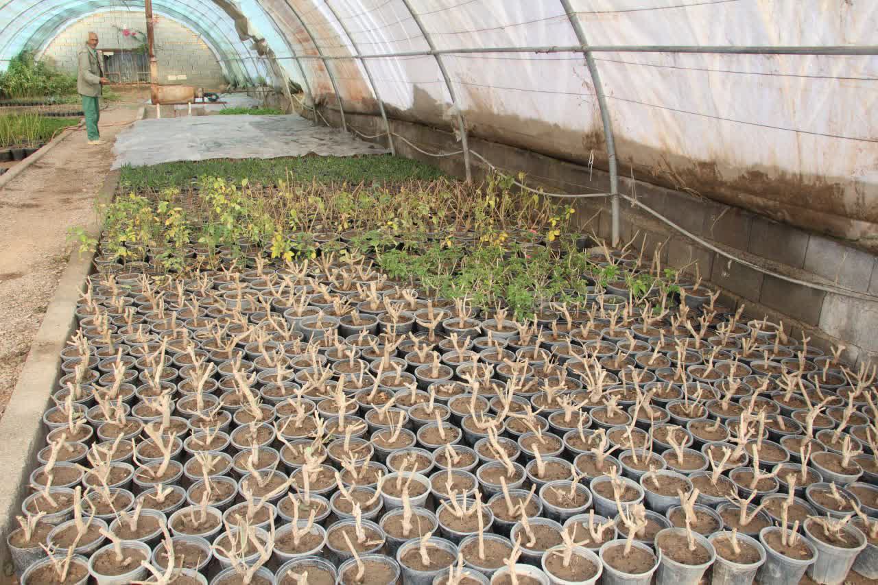 آغاز عملیات هرس و  تکثیر گیاهان زینتی در راستای خودکفایی فضای سبز