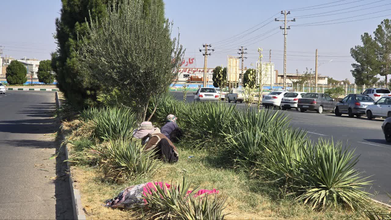 برچیدن علف‌های هرز میادین با بهره‌گیری از توان بانوان